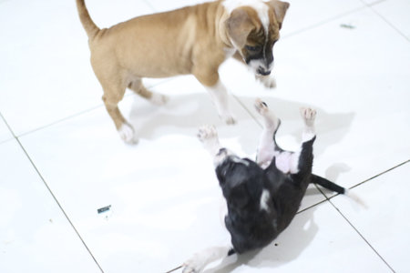 Puppies playing with each other on the floor,selective focusの写真素材