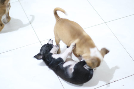 Cute chihuahua puppies playing together on the floor.の写真素材
