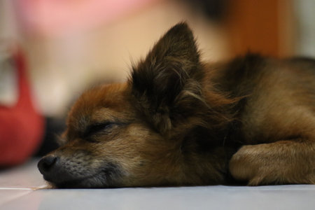 Cute dog lying on the floor, closeup of photo.の写真素材