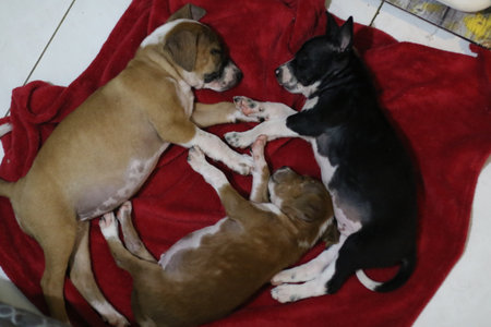 Newborn puppies of american staffordshire bull terrier and boxer
