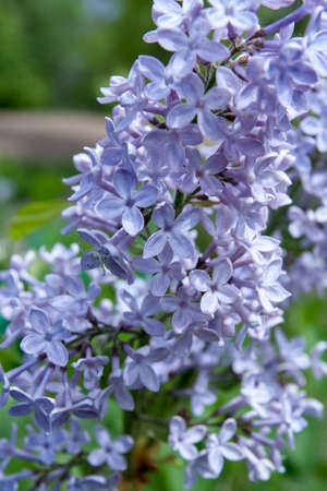 Bright purple beautiful lilac blossom in spring, close up of lilac branches with fragrant flowers, natural floral background. の写真素材