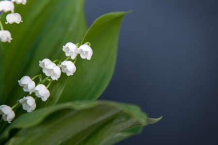 Close up picture of white lily of the valley in green leaves. Use it as a greeting card or poster, as a banner, background or wallpaper for your homepage, social mediaの写真素材
