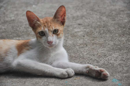 A cat lays on the ground.の写真素材