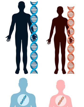 DNA and human bodyのイラスト素材