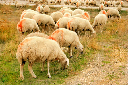 sheep feedingの写真素材