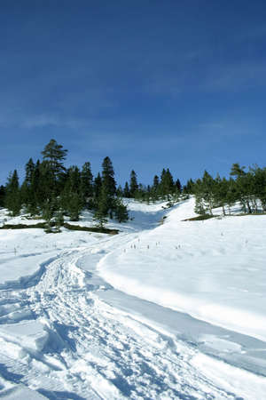 a path to the forestの写真素材