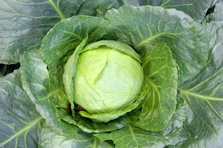 cabbage head