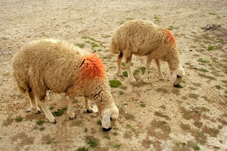 two sheep feedingの写真素材