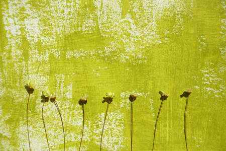 Dried flowers on painted backgroundの写真素材