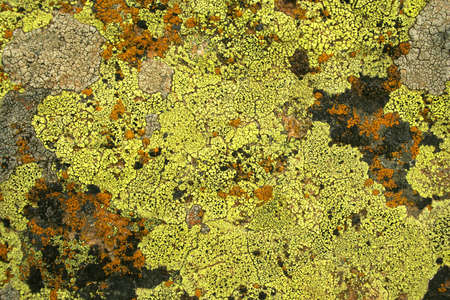 Yellow and grey color lichens as backgroundの写真素材