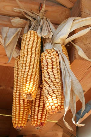 Dried corns hanging from roofの写真素材