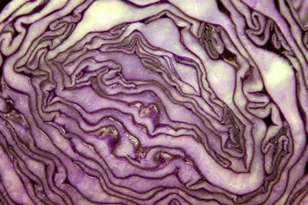 violet cabbage cut as backgroundの写真素材