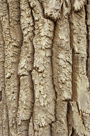 Natural Bark Texture