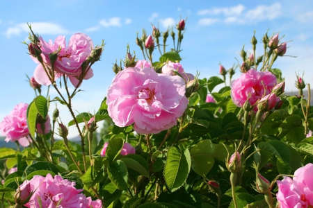 Beautiful pink rosesの写真素材
