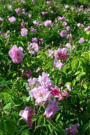 Beautiful pink rosesの写真素材