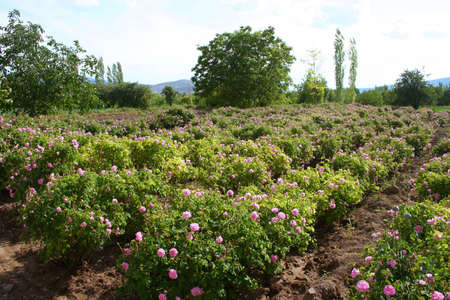 Beautiful pink roses at garden and treesの写真素材