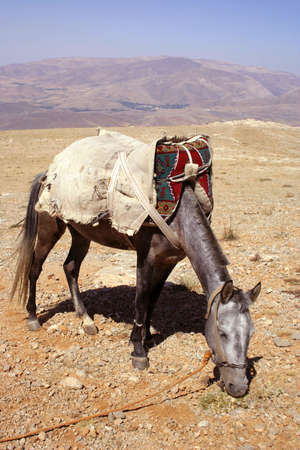 A horse is grazing at rural areaの写真素材