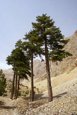 trees on the mountain