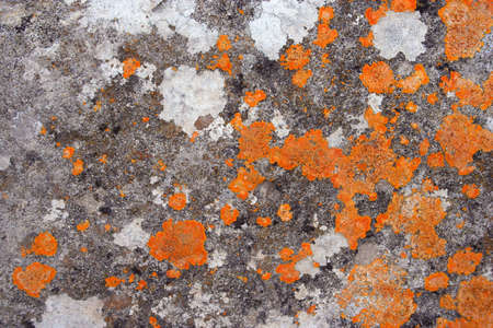 Orange color interesting shaped fungus on stoneの写真素材