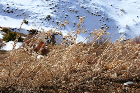 yellow colour wild teasels in mountain in winterの写真素材