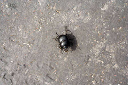 an insect on grey background