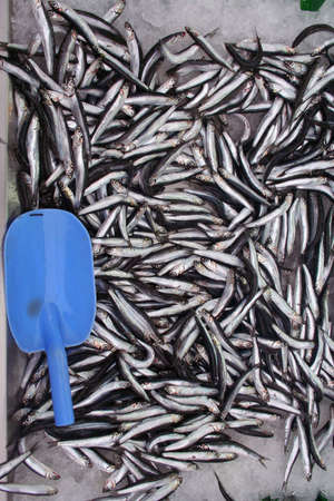 fish at market