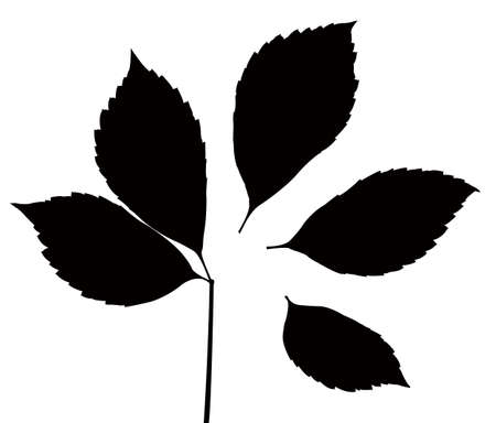 maple leaves silhouetteのイラスト素材