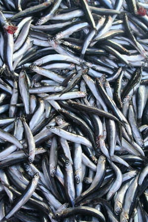 Fresh fish on ice on the market の写真素材