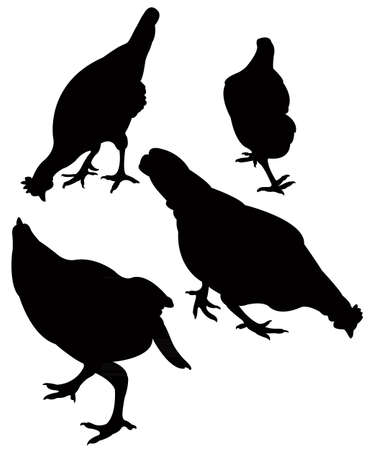 chickens silhouette vector のイラスト素材