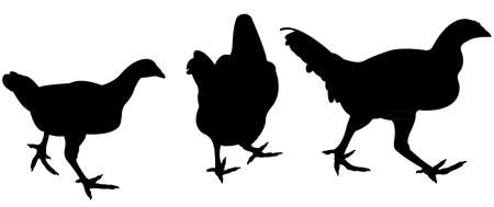 chickens silhouette vector のイラスト素材