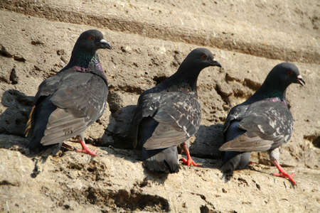 three pigeon at the wallの写真素材
