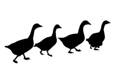 Ducks  silhouette vector illustration on white background.のイラスト素材