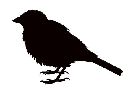 a sparrow body silhouette vectorのイラスト素材