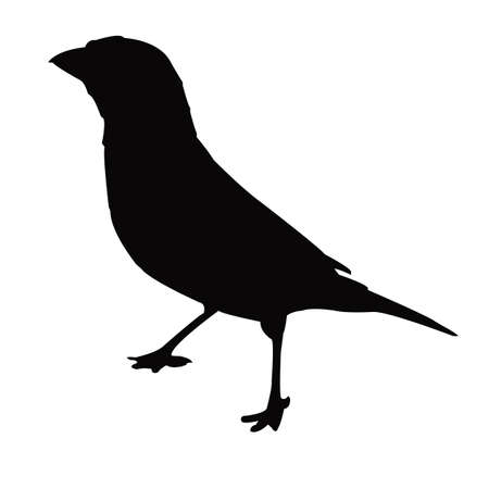 a sparrow body silhouette vectorのイラスト素材