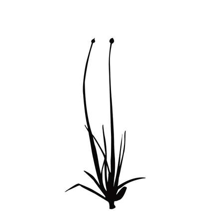 an oion plant silhouette vectorのイラスト素材