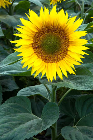Sunflower on natural background  Field of sunflowers の写真素材