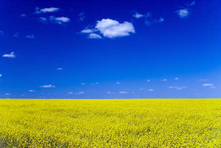 Blooming yellow field against the blue sky with clouds