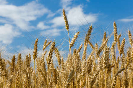 Spikelets wheat in field on background of blue sky with cloudsの写真素材