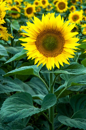 Sunflower on natural background. Field of sunflowers.の写真素材