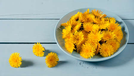 Yellow dandelionsin blue plate on light blue wooden background.の写真素材