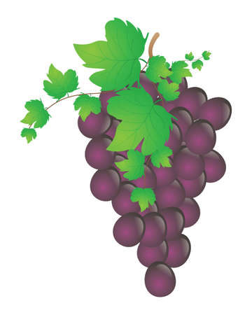 Grape Purpleのイラスト素材