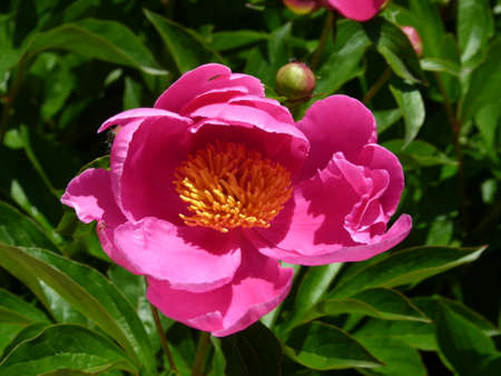 Bright pink peony flower blooming with green leaves in the backgroundの写真素材