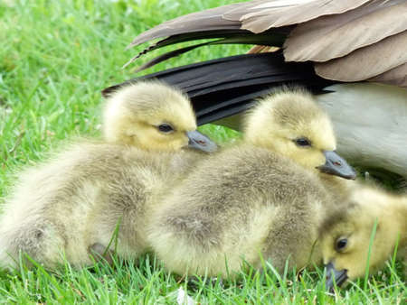 Baby goslings close-up on grass with goose feather and grass background