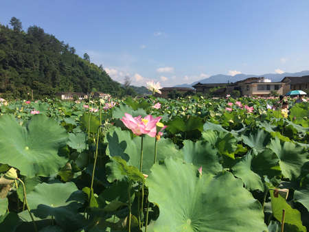 Lotusのeditorial素材