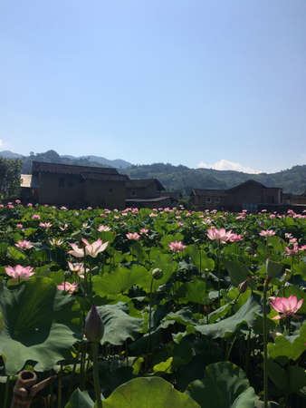 lotus pondのeditorial素材