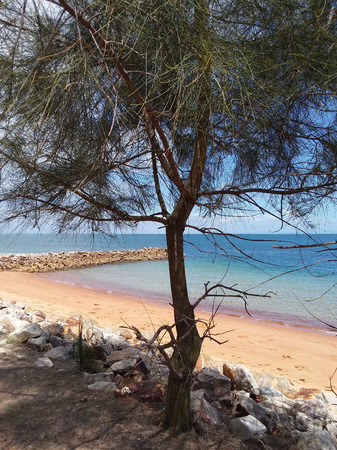 Tree on North Stradbroke Island off the east coast of Australia. Iron deposits create the orange hue on the sand and the rocks.の写真素材