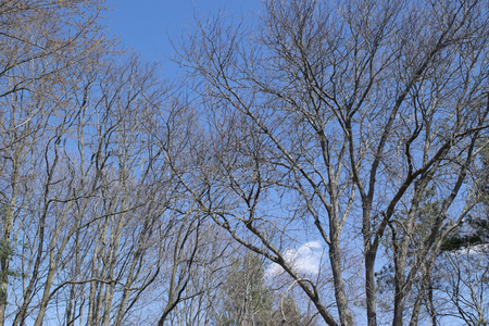 Bare tree branches against a blue sky in springの写真素材