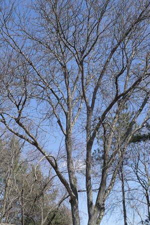 Bare tree branches with blue sky in springの写真素材