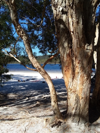 Beach on Coral Sea with trees on North Stradbroke Island off the east coast of Australiaの写真素材