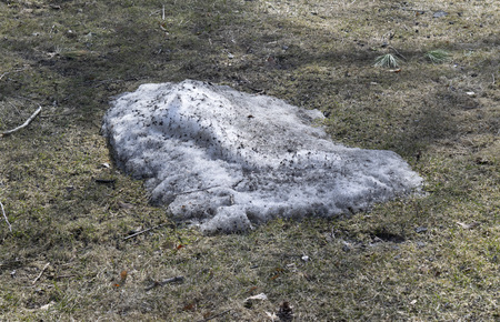 Melting dirty snow on grass in springの写真素材